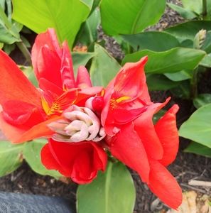 Meet your Posher, Gloria